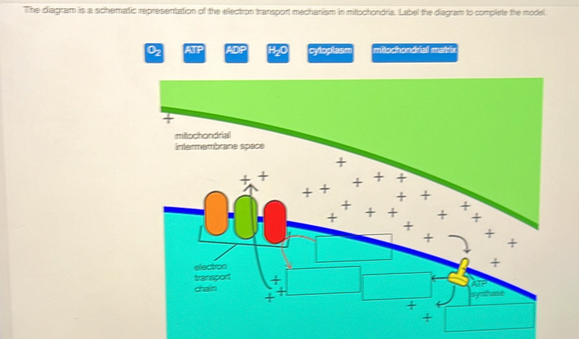 Solved: The diagram is a schematic representation of the electron ...