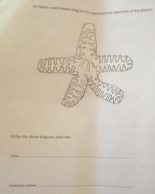 3a) Make a well labeled diagram of a representative specimen of the phylum 
b) For the above diagram, state the: 
Class_ 
Common name_