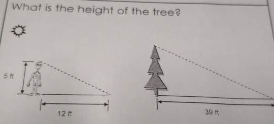 What is the height of the tree?
5 ft
12 ft