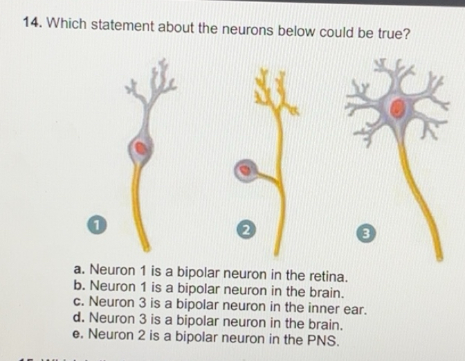Solved: Which statement about the neurons below could be true? 2 8 a ...