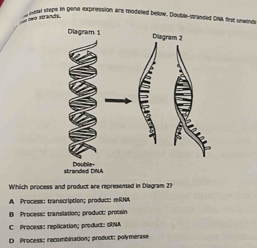 inidal steps in gene expression are modeled below. Double-stranded DNA first unwinds
to two strands.
Diagram 1 Diagram 2
Double-
stranded DNA
Which process and product are represented in Diagram 2?
A Process: transcription; product: mRNA
B Process: translation; product: protein
C Process: replication; product: tRNA
D Process: recombination; product: polymerase