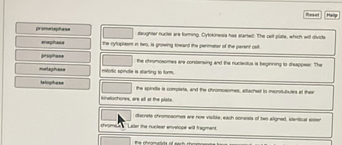 Reset Help
prometaphase daughter nuclel are forming. Cytokinesis has started: The cell plate, which will divide
anaphase the cytoplasm in two, is growing toward the perimeter of the parent cell.
prophass the chromosomes are condensing and the nucteolus is beginning to disappear. The
metaphase mitotic spindle is starting to form.
telophase
the spindia is complete, and the chromosomes, attached to microtubules at their
kinetochores, are all at the plate.
discrete chromosomes are now visible; each consists of two aligned, identical sister
chrome Later the nuclear envelope will fragment.