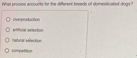 What process accounts for the different breeds of domesticated dogs?
overproduction
artificial selection
natural selection
competition