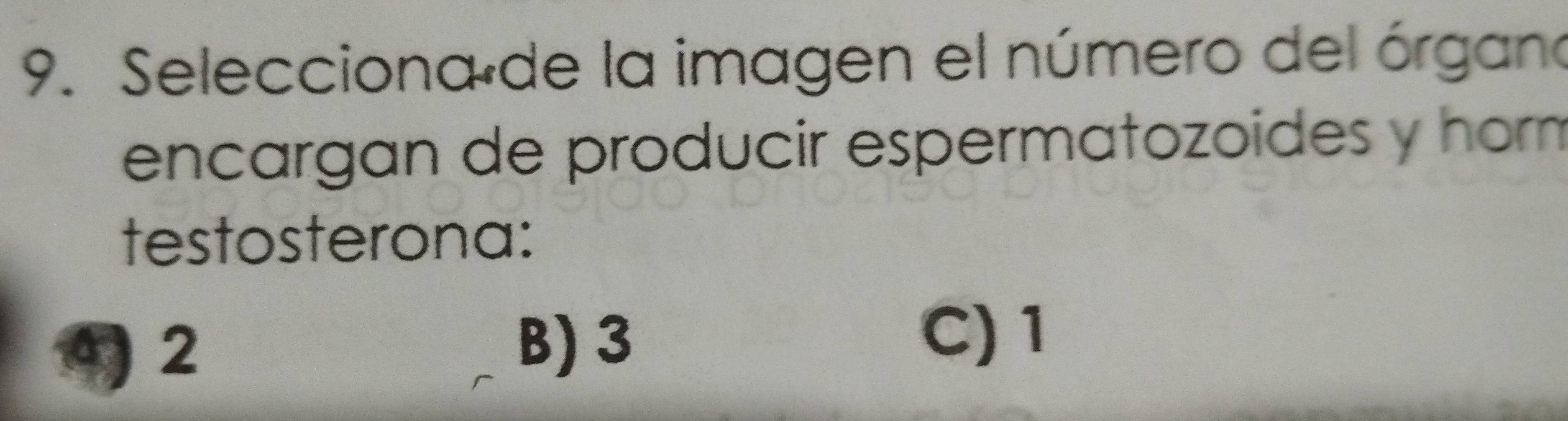 Selecciona de la imagen el número del órgano
encargan de producir espermatozoides y horm
testosterona:
42
B) 3
C) 1