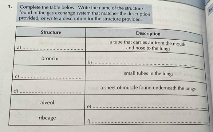 Complete the table below. Write the name of the structure 
The 
found in the gas exchange system that matches the description 
provided, or write a description for the structure provided.