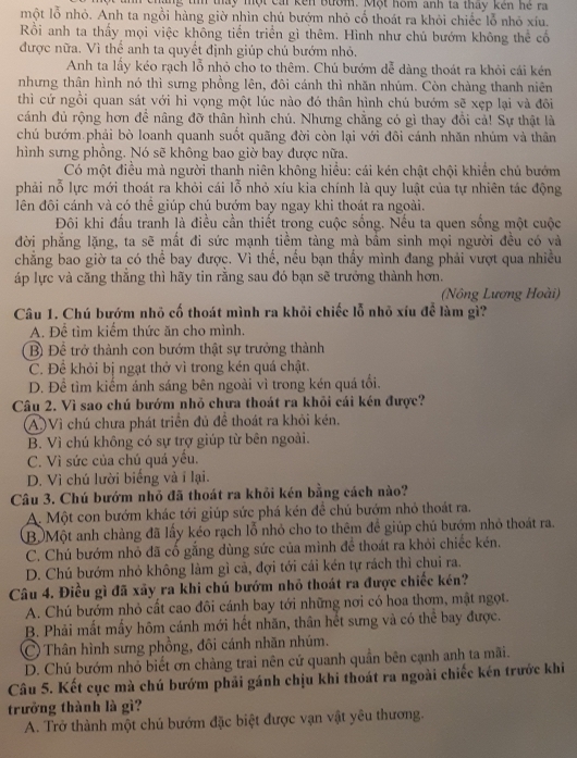 tì tháy một cai kến bướm. Một hôm anh ta tháy kên hé ra
một lỗ nhỏ. Anh ta ngồi hàng giờ nhìn chú bướm nhỏ cố thoát ra khỏi chiếc lỗ nhỏ xíu.
Rồi anh ta thấy mọi việc không tiến triển gì thêm. Hình như chú bướm không thể cổ
được nữa. Vì thể anh ta quyết định giúp chú bướm nhỏ.
Anh ta lấy kéo rạch lỗ nhỏ cho to thêm. Chú bướm dễ dàng thoát ra khỏi cái kén
nhưng thân hình nó thì sưng phồng lên, đôi cánh thì nhăn nhúm. Còn chàng thanh niên
thì cứ ngồi quan sát với hi vọng một lúc nào đó thân hình chú bướm sẽ xẹp lại và đôi
cánh đủ rộng hơn để nâng đỡ thân hình chú. Nhưng chẳng có gì thay đổi cả! Sự thật là
chú bướm.phải bò loanh quanh suốt quãng đời còn lại với đôi cánh nhăn nhúm và thân
hình sưng phồng. Nó sẽ không bao giờ bay được nữa.
Có một điều mà người thanh niên không hiểu: cái kén chật chội khiển chú bướm
phải nỗ lực mới thoát ra khỏi cái lỗ nhỏ xíu kia chính là quy luật của tự nhiên tác động
lên đôi cánh và có thể giúp chú bướm bay ngay khi thoát ra ngoài.
Đôi khi đấu tranh là điều cần thiết trong cuộc sống. Nếu ta quen sống một cuộc
đời phẳng lặng, ta sẽ mất đi sức mạnh tiềm tàng mà bẩm sinh mọi người đều có và
chẳng bao giờ ta có thể bay được. Vì thế, nếu bạn thấy mình đang phải vượt qua nhiều
áp lực và căng thắng thì hãy tin rằng sau đó bạn sẽ trưởng thành hơn.
(Nông Lương Hoài)
Câu 1. Chú bướm nhỏ cố thoát mình ra khỏi chiếc lỗ nhỏ xíu để làm gì?
A. Để tìm kiểm thức ăn cho mình.
B Để trở thành con bướm thật sự trưởng thành
C. Đề khỏi bị ngạt thở vì trong kén quá chật.
D. Để tìm kiểm ảnh sáng bên ngoài vì trong kén quả tối.
Câu 2. Vì sao chú bướm nhỏ chưa thoát ra khỏi cái kén được?
A)Vì chú chưa phát triển đủ để thoát ra khỏi kén.
B. Vì chú không có sự trợ giúp từ bên ngoài.
C. Vì sức của chú quá yếu.
D. Vì chú lười biếng và i lại.
Câu 3. Chú bướm nhỏ đã thoát ra khỏi kén bằng cách nào?
A. Một con bướm khác tới giúp sức phá kén để chủ bướm nhỏ thoát ra.
BộMột anh chàng đã lấy kéo rạch lỗ nhỏ cho to thêm để giúp chú bướm nhỏ thoát ra.
C. Chú bướm nhỏ đã cổ gắng dùng sức của mình để thoát ra khỏi chiếc kén.
D. Chú bướm nhỏ không làm gì cả, đợi tới cái kén tự rách thỉ chui ra.
Câu 4. Điều gì đã xãy ra khi chú bướm nhỏ thoát ra được chiếc kén?
A. Chú bướm nhỏ cất cao đôi cánh bay tới những nơi có hoa thơm, mật ngọt.
B. Phải mất mấy hôm cánh mới hết nhãn, thân hết sưng và có thể bay được.
C Thân hình sưng phồng, đôi cánh nhãn nhúm.
D. Chú bướm nhỏ biết ơn chàng trai nên cứ quanh quần bên cạnh anh ta mãi.
Câu 5. Kết cục mà chú bướm phải gánh chịu khi thoát ra ngoài chiếc kên trước khi
trưởng thành là gì?
A. Trở thành một chủ bướm đặc biệt được vạn vật yêu thương.