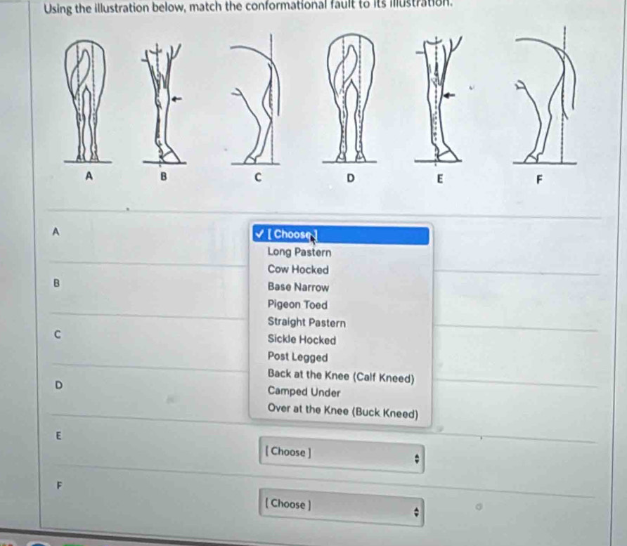 Using the illustration below, match the conformational fault to its illustration.
A 
C
D
A [ Choose ]
Long Pastern
Cow Hocked
B Base Narrow
Pigeon Toed
Straight Pastern
C
Sickle Hocked
Post Legged
Back at the Knee (Calf Kneed)
D
Camped Under
Over at the Knee (Buck Kneed)
E
[ Choose ]
F
[ Choose ]