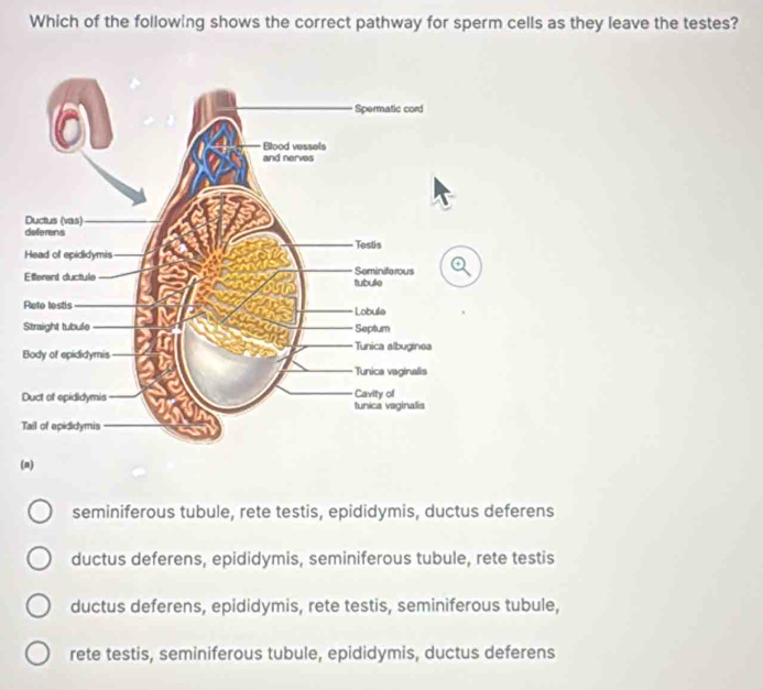 Solved: Which of the following shows the correct pathway for sperm ...