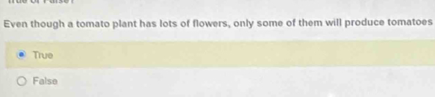 Even though a tomato plant has lots of flowers, only some of them will produce tomatoes
True
False