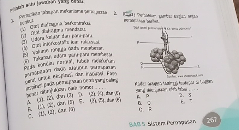 Pilihlah satu jawaban yang benar.
1. Perhatikan tahapan mekanisme pemapasan 2 HoTs ) Perhalikan gambar bagian organ
berikut. perapasan berikut.
(1) Otot diafragma berkontraksi.
(2) Otot diafragma mendatar.
Darl arter pulmonanKe vena pulmonai
(3) Udara keluar dari paru-paru.
(4) Otot interkostalis luar relaksas!.
(5) Volume rongga dada membesar.
(6) Tekanan udara paru-paru membesar.
Pada kondisi normal, tubuh melakukan
pernapasan dada ataupun pernapasan 
perut untuk ekspirasi dan inspirasi. Fase
inspirasi pada pernapasan perut yang paling
Kadar oksigen tertinggi terdapat di bagian
benar ditunjukkan oleh nomor . . . .
yang ditunjukkan oleh label . . . .
A. P D. S
A (1), (2), dan (3) D. (2), (4), dan (6)
B. (1), (2), dan (5) E. (3), (5), dan (6)
B. Q E. T
C. (1), (2), dan (6)
C. R
BAB 5 Sistem Pernapasan 267