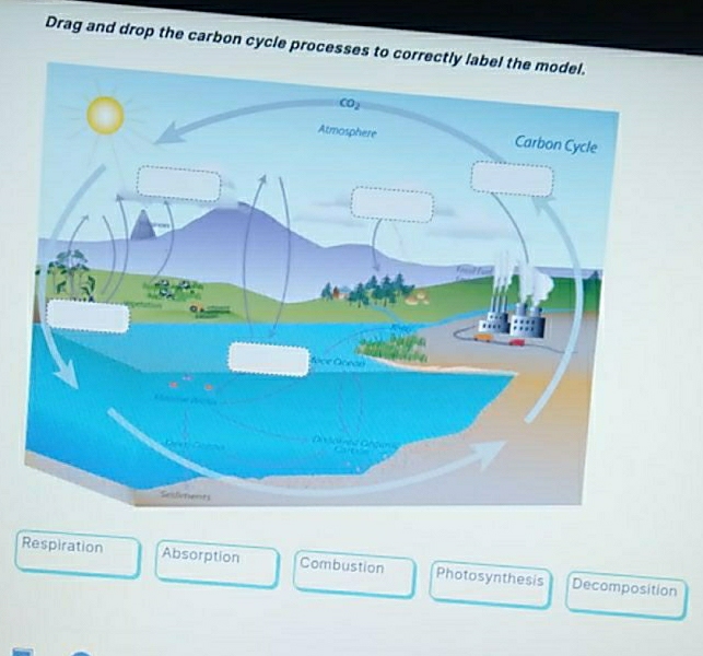 Drag and drop the carbon cycle processes to
Respiration Absorption Combustion Photosynthesis Decomposition