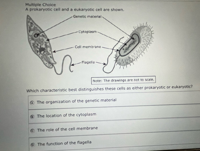 A prokaryotic cell and a eukaryotic cell are shown.
Note: The drawings are not to scale.
Which characteristic best distinguishes these cells as either prokaryotic or eukaryotic?
The organization of the genetic material
The location of the cytoplasm
The role of the cell membrane
6 The function of the flagella