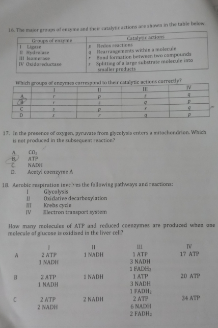 groups of enzyme and their catalytic actions are shown in the table below.
orrectly?
17. In the presence of oxygen, pyruvate from glycolysis enters a mitochondrion. Which
is not produced in the subsequent reaction?
A. CO_2
B, ATP
C. NADH
D. Acetyl coenzyme A
18. Aerobic respiration invclves the following pathways and reactions:
I Glycolysis
II Oxidative decarboxylation
III £ Krebs cycle
IV Electron transport system
How many molecules of ATP and reduced coenzymes are produced when one
molecule of glucose is oxidised in the liver cell?
[1] IV
A 2 ATP 1 NADH 1 ATP 17 ATP
1 NADH 3 NADH
1 FADH₂
B 2 ATP 1 NADH 1 ATP 20 ATP
1 NADH 3 NADH
1 FAD H_2
C 2 ATP 2 NADH 2 ATP 34 ATP
2 NADH 6 NADH
2 FADH₂