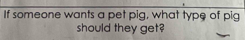 If someone wants a pet pig, what type of pig 
should they get?