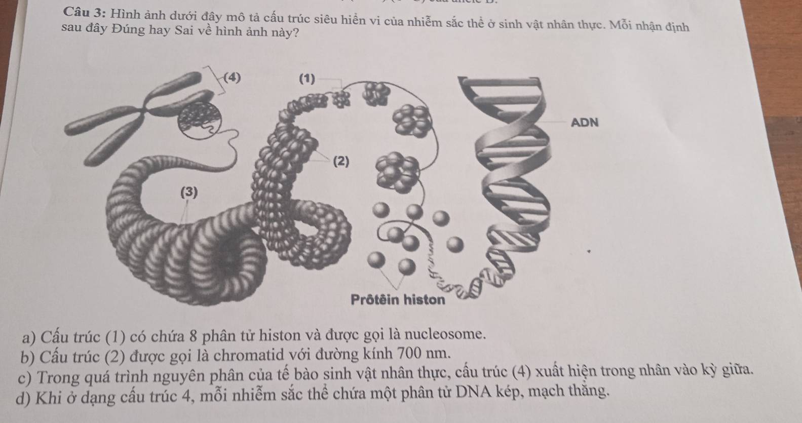 Hình ảnh dưới đây mô tả cấu trúc siêu hiển vi của nhiễm sắc thể ở sinh vật nhân thực. Mỗi nhận định
sau đây Đúng hay Sai về hình ảnh này?
a) Cấu trúc (1) có chứa 8 phân tử histon và được gọi là nucleosome.
b) Cầu trúc (2) được gọi là chromatid với đường kính 700 nm.
c) Trong quá trình nguyên phân của tế bào sinh vật nhân thực, cấu trúc (4) xuất hiện trong nhân vào kỳ giữa.
d) Khi ở dạng cấu trúc 4, mỗi nhiễm sắc thể chứa một phân tử DNA kép, mạch thăng.