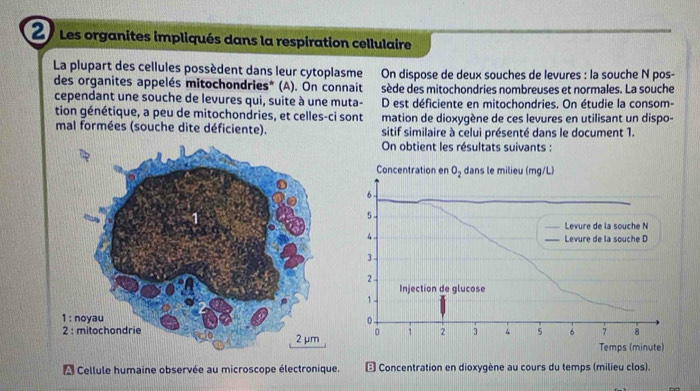 Les organites impliqués dans la respiration cellulaire
La plupart des cellules possèdent dans leur cytoplasme On dispose de deux souches de levures : la souche N pos-
des organites appelés mitochondries* (A). On connait sède des mitochondries nombreuses et normales. La souche
cependant une souche de levures qui, suite à une muta- D est déficiente en mitochondries. On étudie la consom-
tion génétique, a peu de mitochondries, et celles-ci sont mation de dioxygène de ces levures en utilisant un dispo-
mal formées (souche dite déficiente). sitif similaire à celui présenté dans le document 1.
On obtient les résultats suivants :
Cellule humaine observée au microscope électronique. * Concentration en dioxygène au cours du temps (milieu clos).