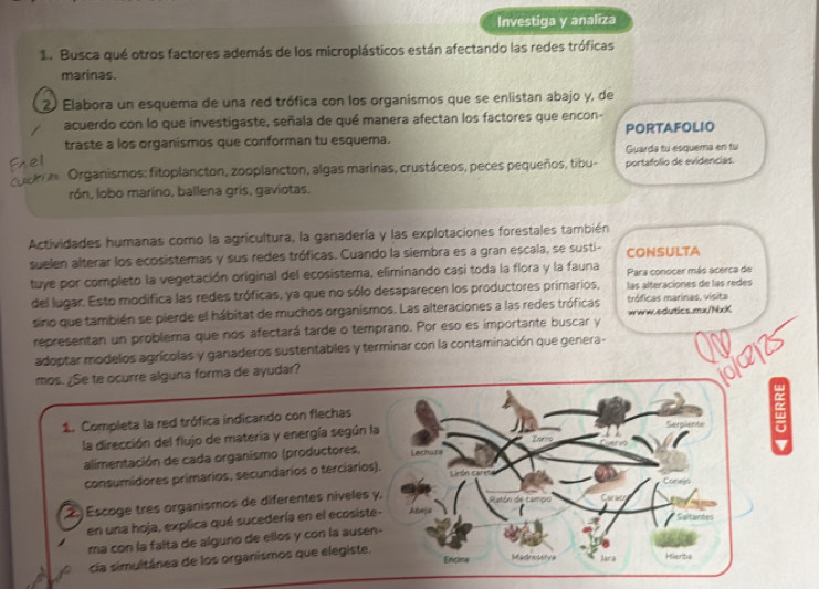 Investiga y analiza
1. Busca qué otros factores además de los microplásticos están afectando las redes tróficas
marinas.
20 Elabora un esquema de una red trófica con los organismos que se enlistan abajo y, de
acuerdo con lo que investigaste, señala de qué manera afectan los factores que encon-
traste a los organismos que conforman tu esquema. PORTAFOLIO
Guarda tu esquema en tu
Organismos; fitoplancton, zooplancton, algas marinas, crustáceos, peces pequeños, tibu- portafolio de evidencias.
rón, lobo marino, ballena gris, gaviotas,
Actividades humanas como la agricultura, la ganadería y las explotaciones forestales también
suelen alterar los ecosistemas y sus redes tróficas. Cuando la siembra es a gran escala, se susti- CONSULTA
tuye por completo la vegetación original del ecosistema, eliminando casi toda la flora y la fauna Para conocer más acerca de
del lugar. Esto modifica las redes tróficas, ya que no sólo desaparecen los productores primarios, las alteraciones de las redes
sino que también se pierde el hábitat de muchos organismos. Las alteraciones a las redes tróficas tróficas marinas, visita
representan un problema que nos afectará tarde o temprano. Por eso es importante buscar y www.edurtics.mur/NicK
adoptar modelos agrícolas y ganaderos sustentables y terminar con la contaminación que genera- QV
mos. ¿Se te ocurre alguna forma de ayudar?
o[25
1. Completa la red trófica indicando con flechas
la dirección del flujo de materia y energía según la
   
alimentación de cada organismo (productores, Lechure
consumidores primarios, secundarios o terciários). I
desón de campo
Escoge tres organismos de diferentes níveles y Caraer tame
en una hoja, explica qué sucedería en el ecosiste- Acata
ma con la falta de alguno de ellos y con la ausen-
cia simultánea de los organismos que elegiste,
Encina Madresenva lara Hierta