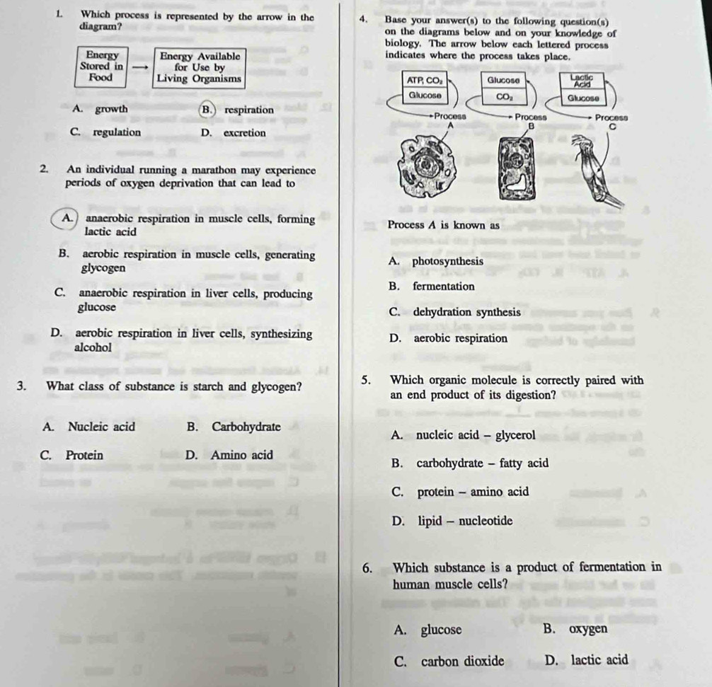 Which process is represented by the arrow in the 4. Base your answer(s) to the following question(s)
diagram? on the diagrams below and on your knowledge of
biology. The arrow below each lettered process
Energy Energy Available indicates where the process takes place.
Stored in for Use by
Food Living Organisms
A. growth B. respiration
C. regulation D. excretion
2. An individual running a marathon may experience
periods of oxygen deprivation that can lead to
A. anaerobic respiration in muscle cells, forming Process A is known as
lactic acid
B. aerobic respiration in muscle cells, generating A. photosynthesis
glycogen
B. fermentation
C. anaerobic respiration in liver cells, producing
glucose C. dehydration synthesis
D. aerobic respiration in liver cells, synthesizing D. aerobic respiration
alcohol
3. What class of substance is starch and glycogen? 5. Which organic molecule is correctly paired with
an end product of its digestion?
A. Nucleic acid B. Carbohydrate
A. nucleic acid - glycerol
C. Protein D. Amino acid
B. carbohydrate - fatty acid
C. protein - amino acid
D. lipid - nucleotide
6. Which substance is a product of fermentation in
human muscle cells?
A. glucose B. oxygen
C. carbon dioxide D. lactic acid