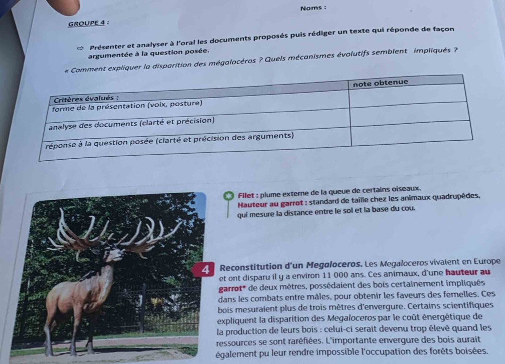 Noms : 
GROUPE 4 : 
Présenter et analyser à l'oral les documents proposés puis rédiger un texte qui réponde de façon 
argumentée à la question posée. 
ment expliquer la disparition des mégalocéros ? Quels mécanismes évolutifs semblent impliqués ? 
Filet : plume externe de la queue de certains oiseaux. 
Hauteur au garrot : standard de taille chez les animaux quadrupèdes, 
qui mesure la distance entre le sol et la base du cou. 
constitution d'un Megaloceros. Les Megaloceros vivaient en Europe 
nt disparu il y a environ 11 000 ans. Ces animaux, d'une hauteur au 
rot* de deux mètres, possédaient des bois certainement impliqués 
s les combats entre mâles, pour obtenir les faveurs des femelles. Ces 
s mesuraient plus de trois mètres d'envergure. Certains scientifiques 
iquent la disparition des Megaloceros par le coût énergétique de 
roduction de leurs bois : celui-ci serait devenu trop élevé quand les 
ources se sont raréfiées. L'importante envergure des bois aurait 
également pu leur rendre impossible l'occupation des forêts boisées.