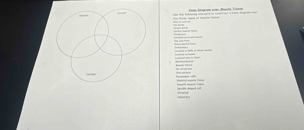 Venn Diagram over Muscle Tissue
Skeletal Smooth Use the following concepts to construct a Venn diagram over
the three types of muscle tissue:
Able to contract
Can divide
Connot divide
Cardiac muscle tissue
Cardiocyte
ontai ns a c t in and m y o s n
Gap junctions
Intercalated Discs
Involuntory
Located in walls of blood vessels
Located on bones
Located only in Heart
Multinucleated
Muscle fibers
No striations
Cardiac One nucleus
Pacemaker cells
Skeletal muscle tissue
Smooth muscle tissue
Spindle shaped cell
Striated
Voluntary