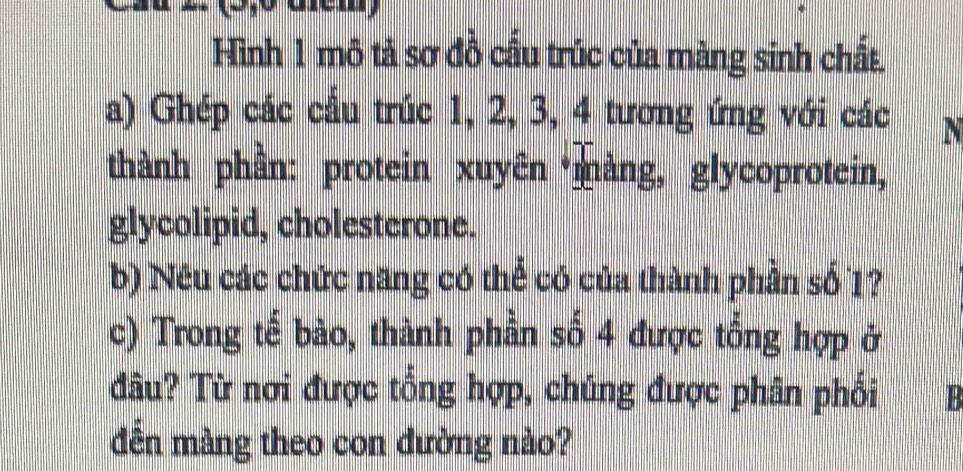 Hình 1 mô tả sơ đồ cầu trúc của màng sinh chất. 
a) Ghép các cầu trúc 1, 2, 3, 4 tương ứng với các N 
thành phần: protein xuyên màng, glycoprotein, 
glycolipid, cholesterone. 
b) Néu các chức năng có thể có của thành phần số 1? 
c) Trong tế bào, thành phần số 4 được tổng hợp ở 
đâu? Từ nơi được tổng hợp, chúng được phân phối B 
đến màng theo con đường nào?