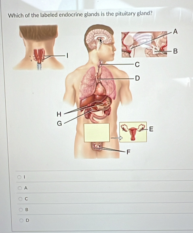 Which of the labeled endocrine glands is the pituitary gland?
1
A
C
B
D