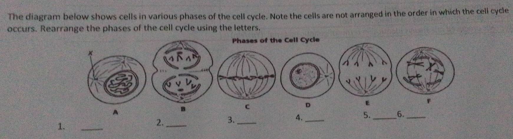 Solved: The diagram below shows cells in various phases of the cell ...