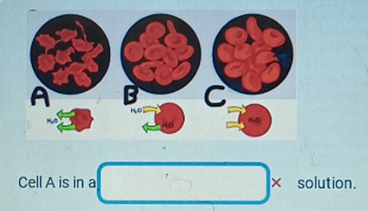 Cell A is in a × solution.