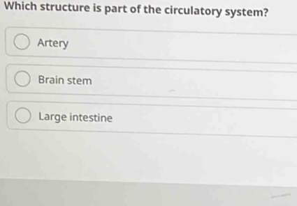 Which structure is part of the circulatory system?
Artery
Brain stem
Large intestine