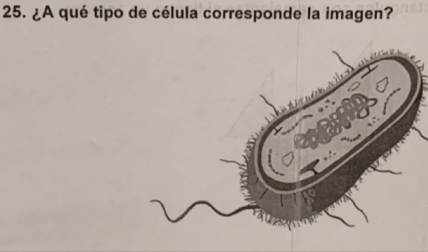 ¿A qué tipo de célula corresponde la imagen?