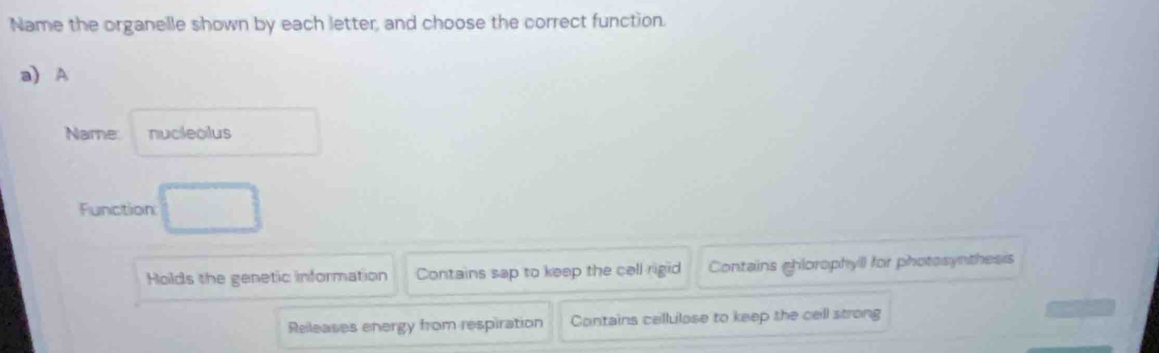 Name the organelle shown by each letter, and choose the correct function.
a) A
Name nucleolus
Function
Holds the genetic information Contains sap to keep the cell rigid Contains ghlorophyll for photosynthesis
Releases energy from respiration Contains cellulase to keep the cell strong