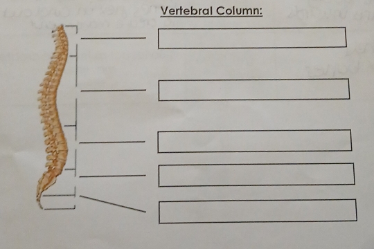 Vertebral Column: