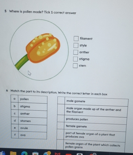 Where is pollen made? Tick 1 correct answer
filament
style
anther
stigma
stem
6 Match the part to its description. Write the correct letter in each box