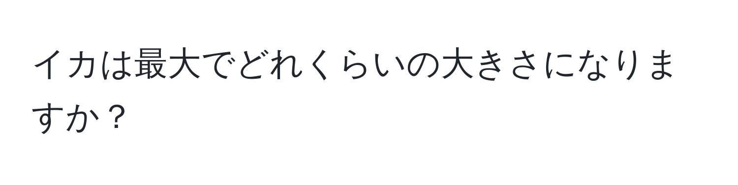 イカは最大でどれくらいの大きさになりますか？