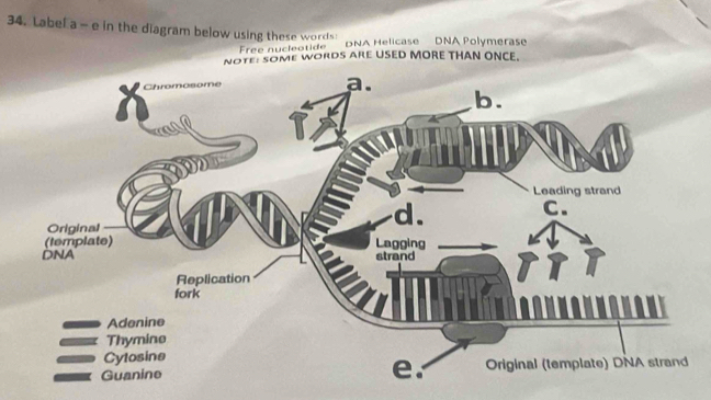 Label a - e in the diagram below using these words 
Free nucleotide DNA Helicase DNA Polymerase 
NOTE: SOME WORDS ARE USED MORE THAN ONCE.