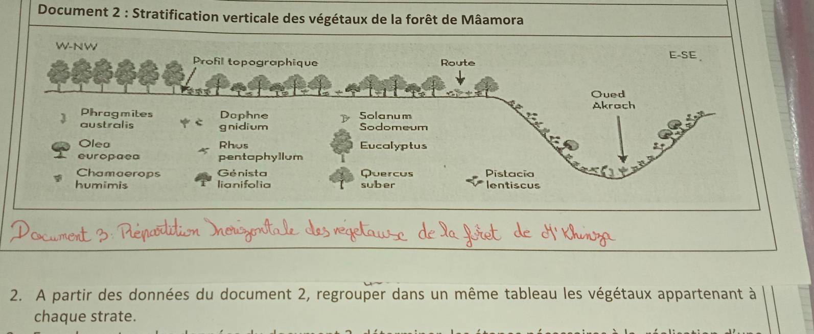 Document 2 : Stratification verticale des végétaux de la forêt de Mâamora 
2. A partir des données du document 2, regrouper dans un même tableau les végétaux appartenant à 
chaque strate.