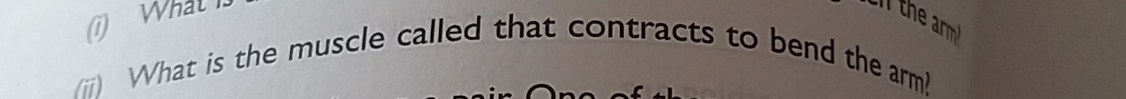 What I the arm! 
(ii) What is the muscle called that contracts to bend the arm?