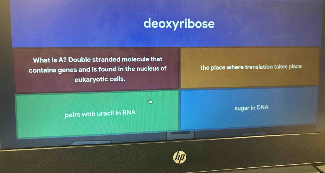 deoxyribose
What is A? Double stranded molecule that
contains genes and is found in the nucleus of the place where translation takes place
eukaryotic cells.
pairs with uracil in RNA sugar in DNA
hp