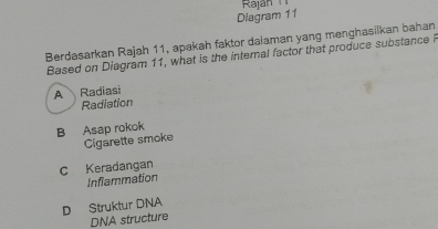 Rajan 
Diagram 11
Berdasarkan Rajah 11, apakah faktor dalaman yang menghasilkan bahan
Based on Diagram 11, what is the intemal factor that produce substance P
A Radiasi
Radiation
B Asap rokok
Cigarette smoke
C Keradangan
Inflammation
D Struktur DNA
DNA structure