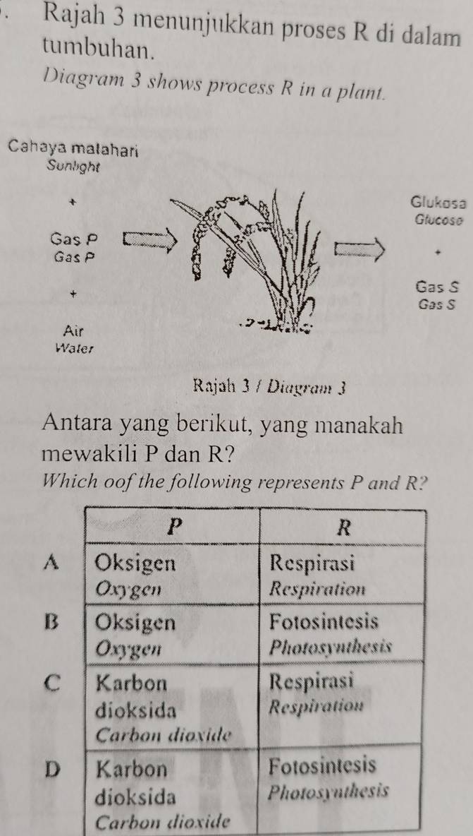 Rajah 3 menunjukkan proses R di dalam
tumbuhan.
Diagram 3 shows process R in a plant.
Cahaya małahari
Sunlight
lukosa
lucose
as S
as S
Rajah 3 / Diagram  3
Antara yang berikut, yang manakah
mewakili P dan R?
Which oof the following represents P and R?
Carbon dioxide