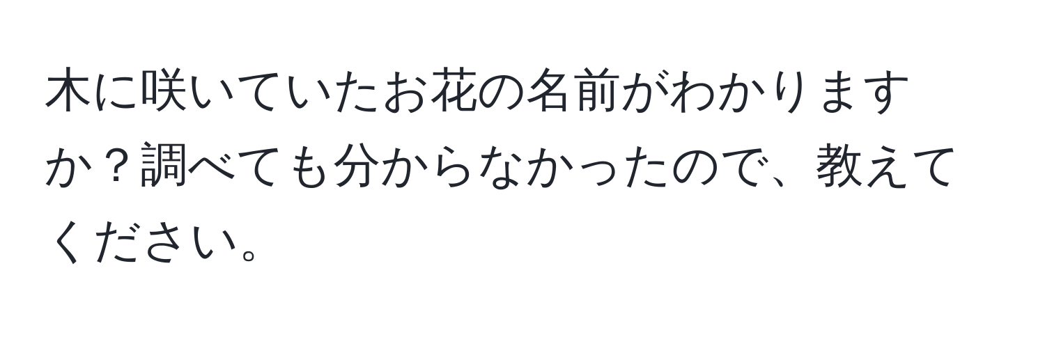 木に咲いていたお花の名前がわかりますか？調べても分からなかったので、教えてください。