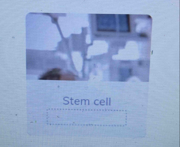 Stem cell