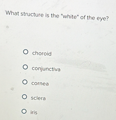 What structure is the "white" of the eye?
choroid
conjunctiva
cornea
sclera
iris