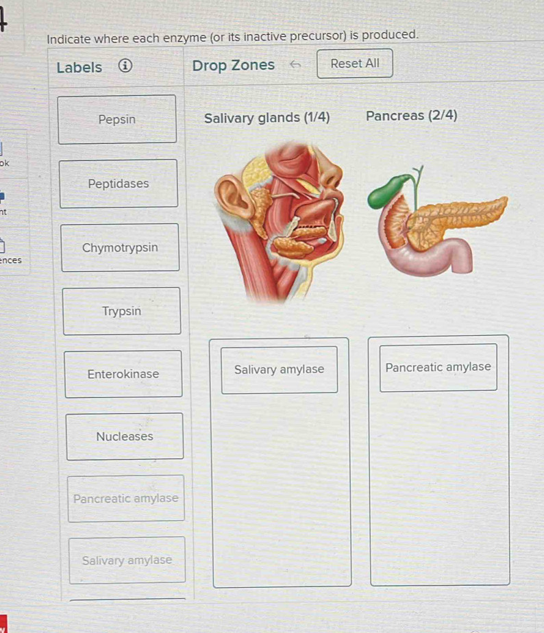 Solved: Indicate where each enzyme (or its inactive precursor) is ...