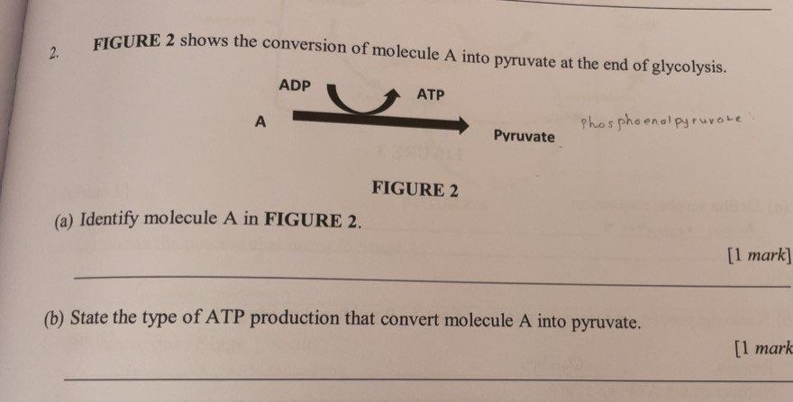 Solved: FIGURE 2 shows the conversion of molecule A into pyruvate at ...