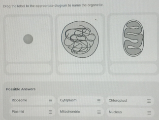 Drag the lobel to the appropriate diagram to name the organelle.
Possible Answers
Ribosome Cytoplasm Chloropiosi
Plasmid Mitochondrio Nucleus