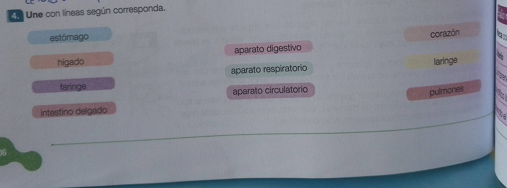 4n Une con líneas según corresponda.
estómago
corazón
lana co
aparato digestivo
hígado laringe
iterio
aparato respiratorio
mpren
faringe
aparato circulatorio
pulmones
col
intestino delgado ando sel
6