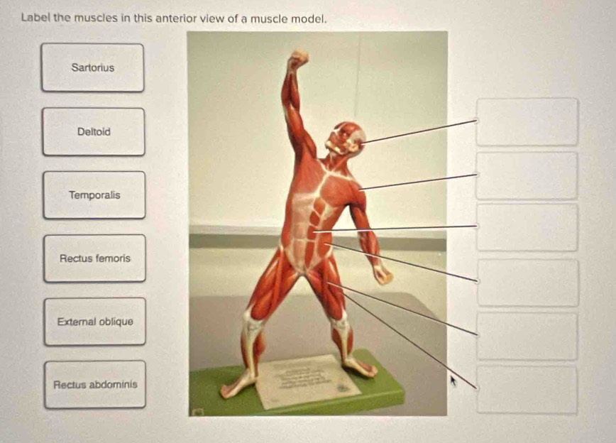 Label the muscles in this anterior view of a muscle model.
Sartorius
Deltoid
Temporalis
Rectus femoris
External oblique
Rectus abdominis