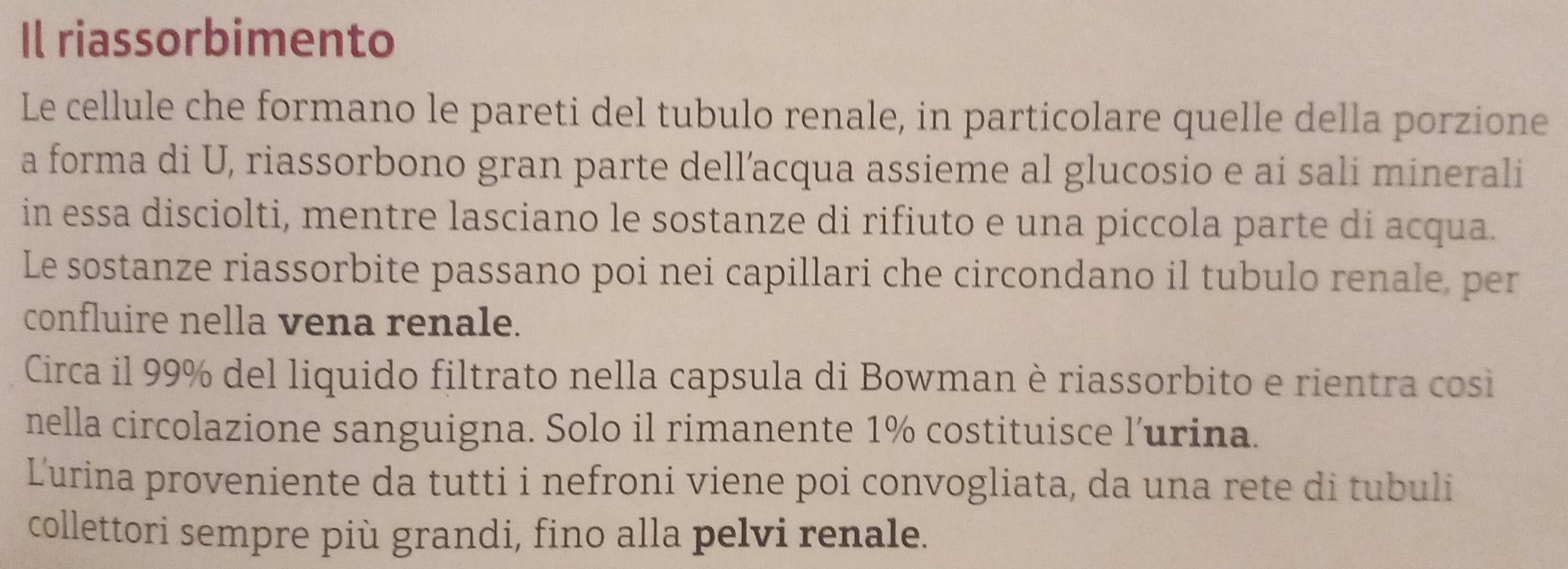 Il riassorbimento 
Le cellule che formano le pareti del tubulo renale, in particolare quelle della porzione 
a forma di U, riassorbono gran parte dell’acqua assieme al glucosio e ai sali minerali 
in essa disciolti, mentre lasciano le sostanze di rifiuto e una piccola parte di acqua. 
Le sostanze riassorbite passano poi nei capillari che circondano il tubulo renale, per 
confluire nella vena renale. 
Circa il 99% del liquido filtrato nella capsula di Bowman è riassorbito e rientra cosi 
nella circolazione sanguigna. Solo il rimanente 1% costituisce l’urina. 
Ľurina proveniente da tutti i nefroni viene poi convogliata, da una rete di tubuli 
collettori sempre più grandi, fino alla pelvi renale.