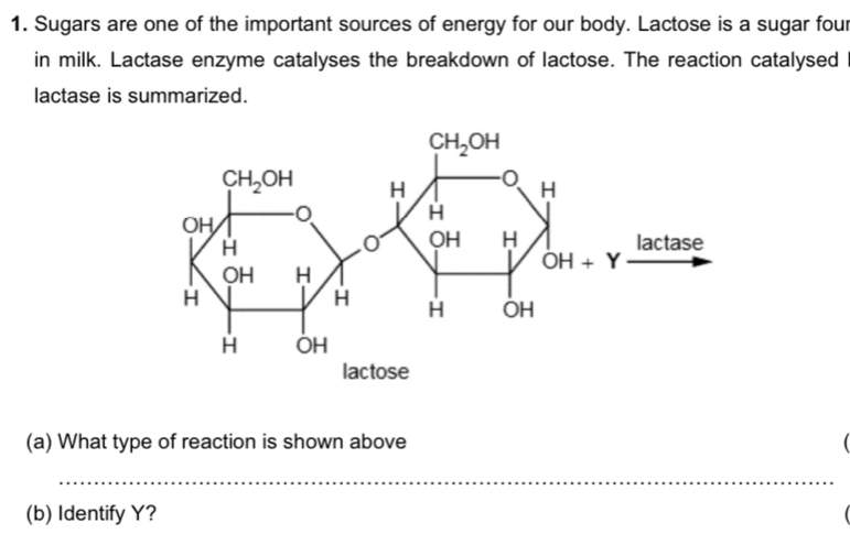 Sugars are one of the important sources of energy for our body. Lactose is a sugar four
in milk. Lactase enzyme catalyses the breakdown of lactose. The reaction catalysed
lactase is summarized.
(a) What type of reaction is shown above (
_
(b) Identify Y?